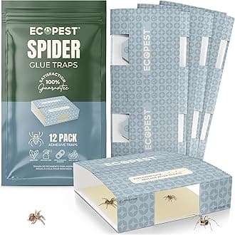 Spider Glue Trap