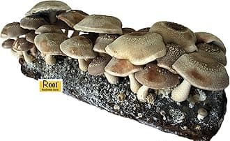 Root Mushroom FarmShiitake Mushroom Grow Kit-Start Right Away Once Received