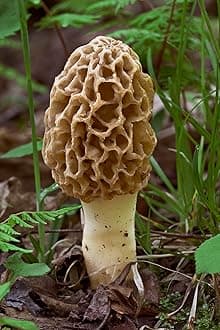 Morel Mushroom Sawdust Grow Kit - 40 Grams (Pack of 1) - Easy to Cultivate Prized Mushrooms at Home