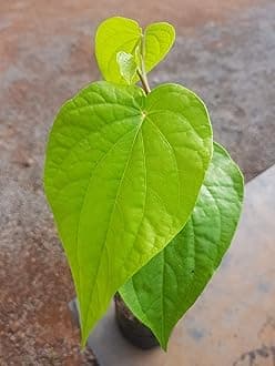 Live with Alive Betel Leaf (Magai Paan) Live Plants with Polythene Bag Pot is not Included - white
