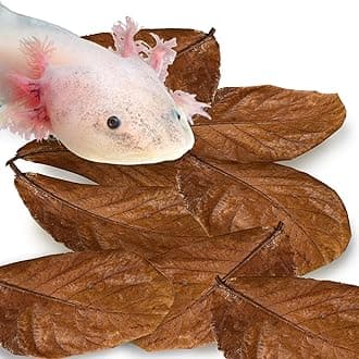 SunGrow 10 Pcs Pleco Large Catappa Indian Almond Leaves for Fish Aquarium Tank, 8" Leaf, Create Blackwater Habitat, Aquarium Water Conditioner Lower pH