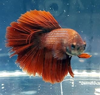 Betta Splendens Siamese Male Fighting Fish - Assorted Colors | Live Tropical Aquarium Fish