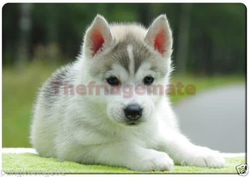 Cute husky puppy fridge magnet.3" x 5" rectangular magnets