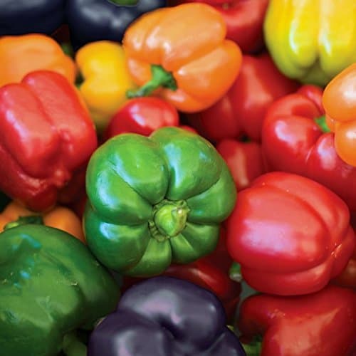 Viridis Hortus - 3 x Pepper Summer Salad (Bell Pepper) Plug Plants