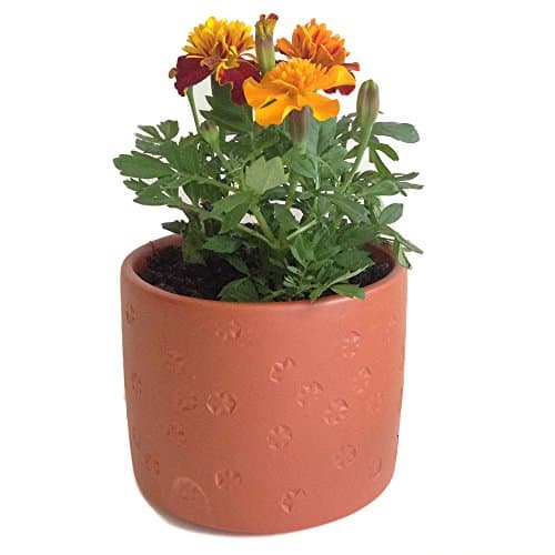 Circle Flower Pattern Terracotta Clay Pot, 3.5"H x 4.25"D. Hand made in the USA (1, Terracotta)