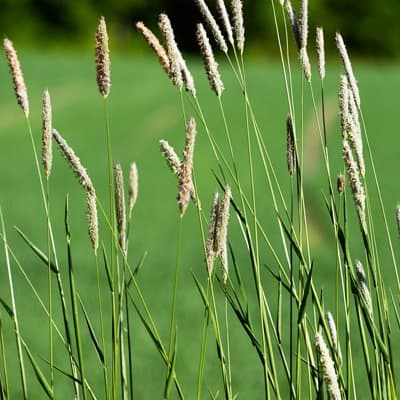 Timothy Grass Seeds - 5 LBS